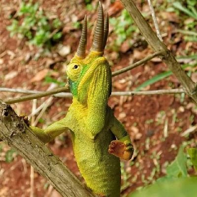 VeronicahNgang4's profile picture. 