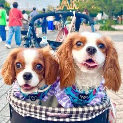 キャバリアのウミとツキです🐶🐶 2匹合わせて海月姉妹と呼ばれています！ YouTubeも始めたので、 よかったら仲良くしてください💓 インスタ @umi_n20201126