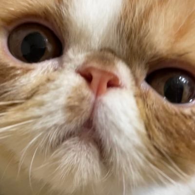 #エキゾチックショートヘア の「ねむ」2022/1/19生まれの男の子 飼い主は猫飼い初心者の女