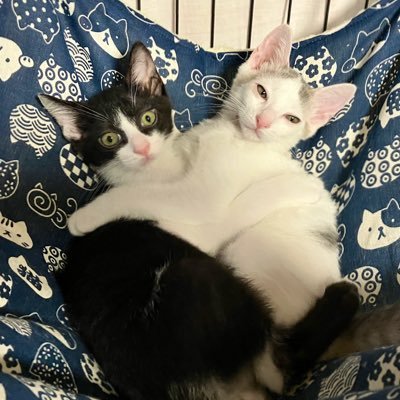 春(ハル)♀& 元(ゲン)♂/ 🎂birth 2022.4🌸 / 🏠お迎え2022.7.7🎋 / 保護猫のハチワレ兄妹🐱🐱