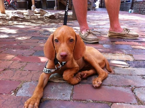 I'm a Vizsla puppy that kisses faces and takes hearts. What up?