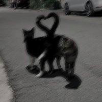 .odc.leyla (@cellat_leyla) Twitter profile photo