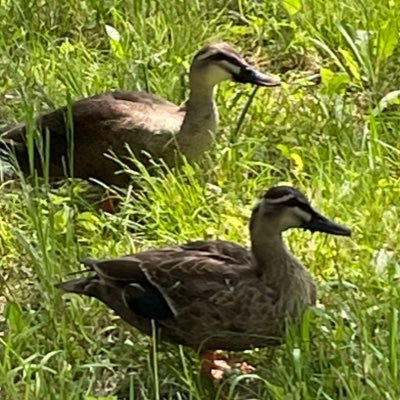 hanako_gomi's profile picture. duck is my life