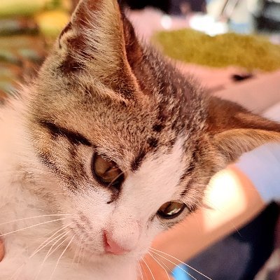 United17903135's profile picture. とにかく猫好きさんと繋がりたい
