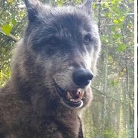 Nye Michael (@nyemichael1) 's Twitter Profile