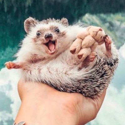 ✌️