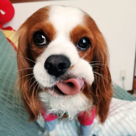 cha0717cha's profile picture. 2018.07.17生まれの大きめキャバリア♂
茶々（ちゃちゃ）です🐶

キャバ飼いさん、犬好きさん仲良くしてください♡