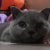 Palak (@joy_estimar) 's Twitter Profile