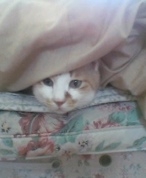 rozykon's profile picture. 