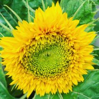 Scones & Sunflowers(@SconesSunflower) 's Twitter Profile Photo