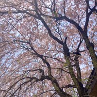 さくら (@sasakurara33) 's Twitter Profile