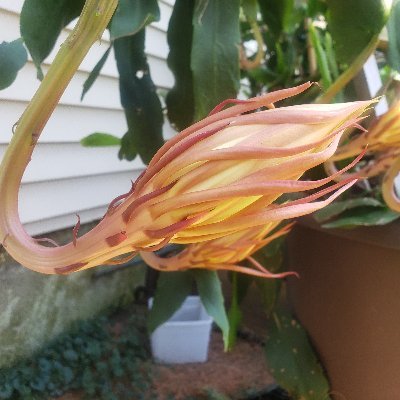 tempf451's profile picture. human beings, lovers of all animals