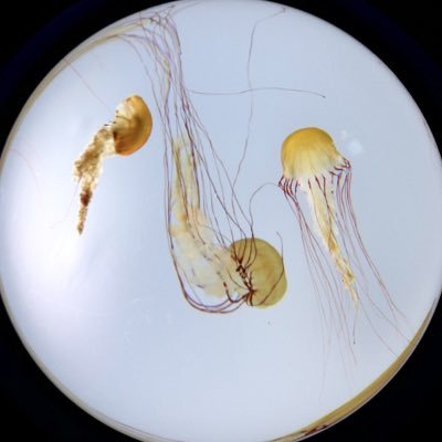 0xytocin000's profile picture. ❤️🇹🇭🐡🏊‍♀️🏃‍♂️❤️