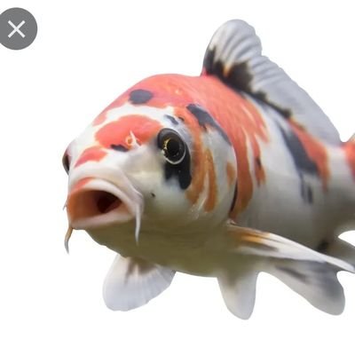 DAK0TAC0L3's profile picture. Any/all pronouns