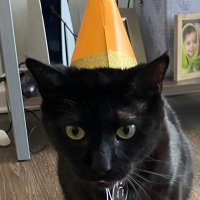nancy (@dorkymeowss) 's Twitter Profile