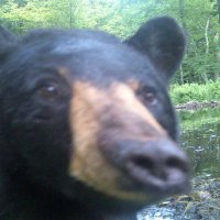 Gigachude (@bluechude) 's Twitter Profile
