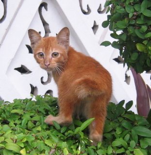 mamakucingbooks's profile picture. A Mama Kucing who loves books. Books are to be enjoy. For book reviews, contact me at mamakucingbooks@gmail.com