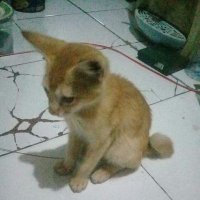 Secret (@annonnnimmmm) 's Twitter Profile