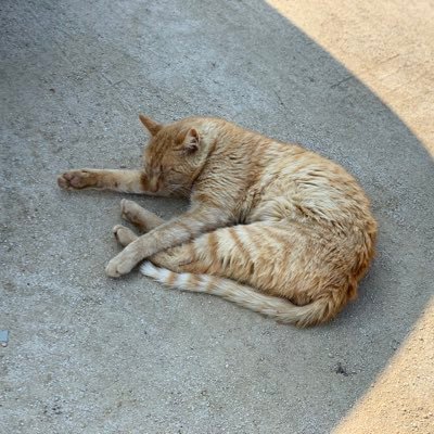 pepanagrang's profile picture. 