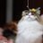neko_nekkoko's profile image