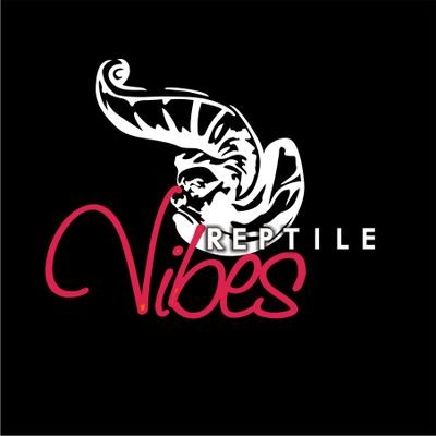 Repti_levibes's profile picture. Music-prenuer_
Networking _
💯 Percentvibes