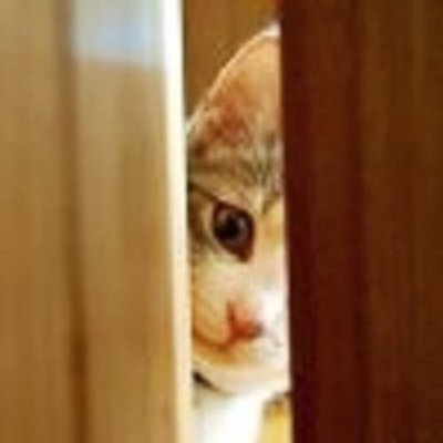 yay burcunun bilinen tüm özelliklerine sahip, tek besin kaynağı çikolata ve kakaolu ürünler olan bir ev kedisi
https://t.co/plpOy9VP17