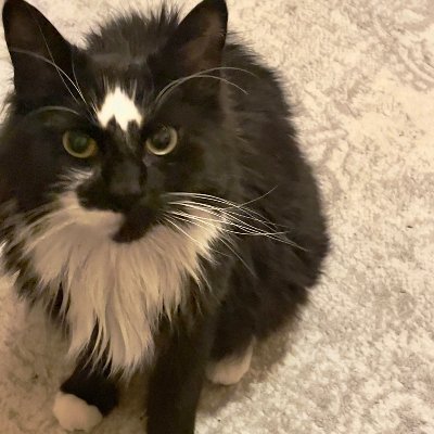 I love my cats, making things, art, spooky abandoned buildings, science, loud (mostly metal) music, satire, sarcasm, dark comedy, and playing The Sims 4.
🐈⬛