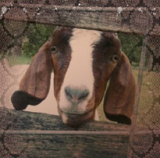 Gingerface Goats