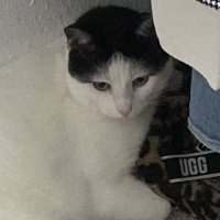 Leoalt🎗️| TR!ZAM IS BACK (@lxmelghtleo) 's Twitter Profile