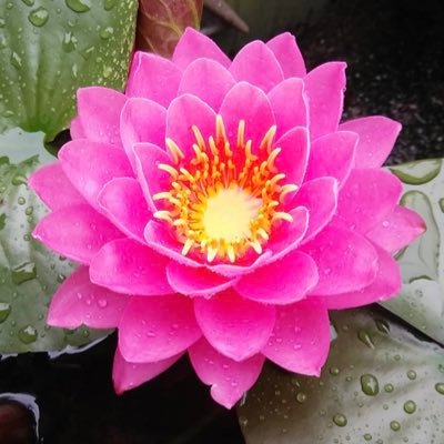 Yu_Kazama_'s profile picture. 我が家で飼育、栽培している動植物について発信しています。生き物観察がメインです。生き物のことをもっと知りたいので気になった方がいたらフォロー失礼します！よろしくお願いします。#スイレン #ハス #水生昆虫 #ゲンゴロウ #クワガタ #ヘビ #カメ #イモリ #ラン #恐竜 #古生物 #生き物観察