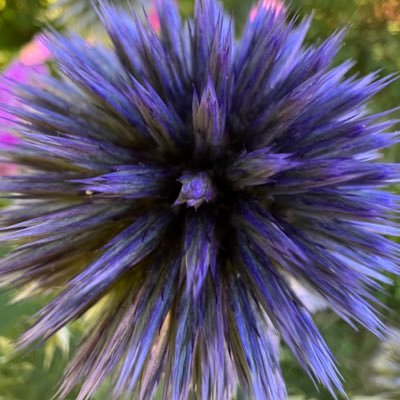 pletzer's profile picture. former gifted kid™