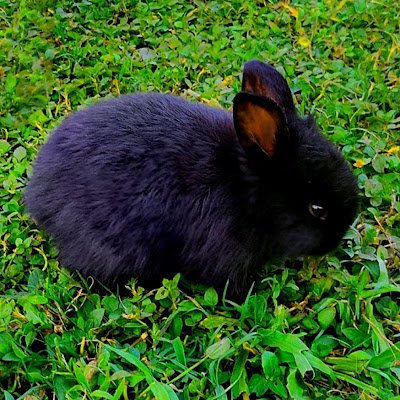 CasaConejitos's profile picture. Fotos y video de conejitos