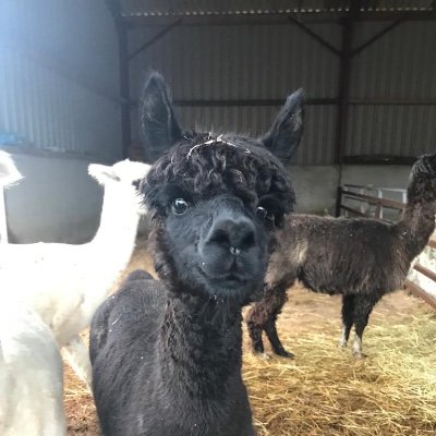 RoeCarolyne's profile picture. Counter Fraud Professional, SC cleared, Chartered Accountant. A people person who loves to train & coach colleagues to build capability in tackling fraud.