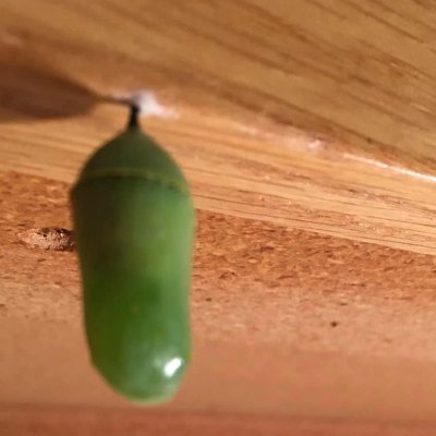 AmmaBetz's profile picture. 💚😍🧡