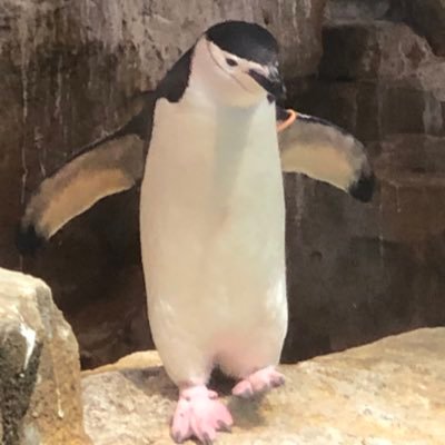 kykihy's profile picture. チョコ、焼菓子、旅行が趣味です。