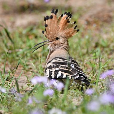 Nikon D7500で野鳥撮影しています。