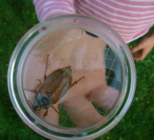 The Young Naturalists are the seniors of the Young Nature Lovers Club, which exists to further the education and carry the voice of young nature lovers in UK.