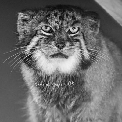 動物(特に猫科とホッキョクグマ)が大好きです。数年前からマヌルネコにはまってます。 日本自然科学写真協会会員 、ソニー・イメージング•プロ・サポート会員、ペーパー薬剤師。無断写真転用はお断りします。