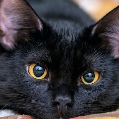 CalderonZyler's profile picture. I'm a new youtuber on Pet Simulator X and other games too