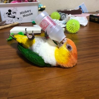 2018年9月にシロハラインコをお迎え。名前は琥珀。2020年11月にシロハラインコの女の子をお迎え。名前は絆。よろしくです。※※米米クラブは私の青春※※FB→https://t.co/9WkxpKbBeE インスタ→https://t.co/iBQ2DaaXBH
