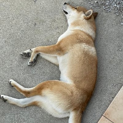 WOEwzLwS9EkzNB5's profile picture. 四国犬の保護犬を飼っています。 名前はコテツ、2歳です🐕