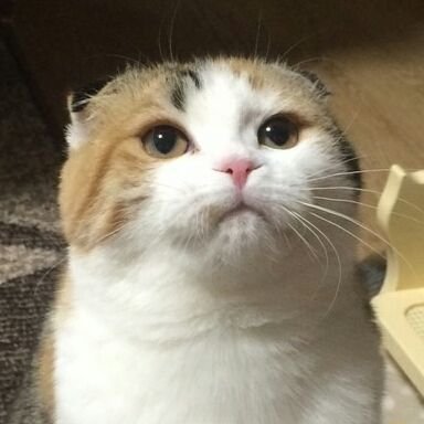 CHIKO391489421's profile picture. 2015.8.9生まれのスコティッシュフォールド女の子です 可愛い子を見つけたら勝手にフォローしちゃいます…ご迷惑ならお知らせくださいませ。猫写真や動画に癒されるうち猫ちゃんと家族になっちゃいました。ミケ愛好会会員。
ぽっちゃり部屋新弟子候補生です！