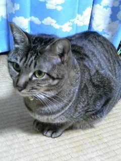 もぐらもぐらさんのプロフィール画像