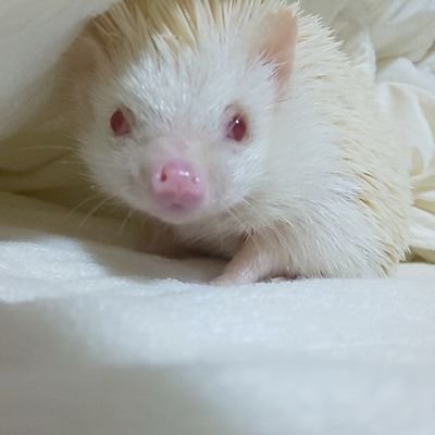 ごっちん🦔元就ちゃん/元親🌈さんのプロフィール画像