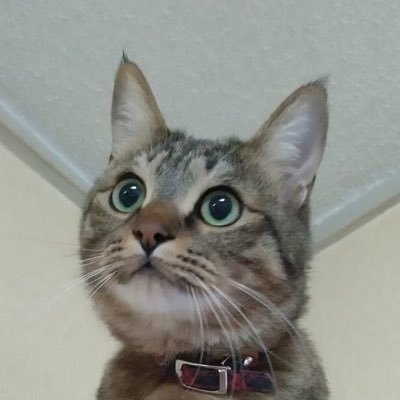 コロナ後も在宅勤務継続になり夢だった海辺の町に引越しました🐈‍⬛二人の息子と2匹の猫と暮らしています🐈猫とお花が好き🐈‍⬛リツイートだけしかしていない方はフォローバックしません🐈DMは基本返信しておりません