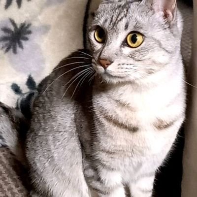 マダミスに染められた人狼猫。予定空いてれば基本行きます。 変猫/多役/9mfo/アルテ/普通配役/酔/マダミス/ウズ/ディスコ/誘惑/メトポリ/Zoom/対面/長期/にゃんこ