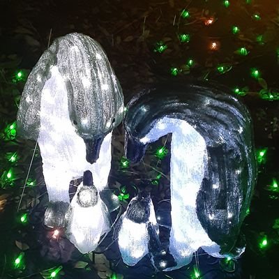 negi_shi_'s profile picture. 