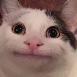 HisNameIsBeluga's profile picture. 