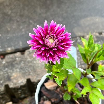 tTBOX1HOKsLqFHn's profile picture. 