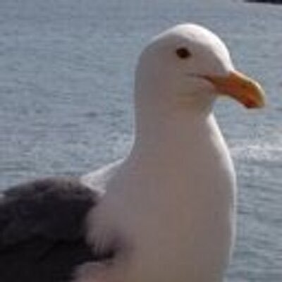 OracleSeagull Profile Picture